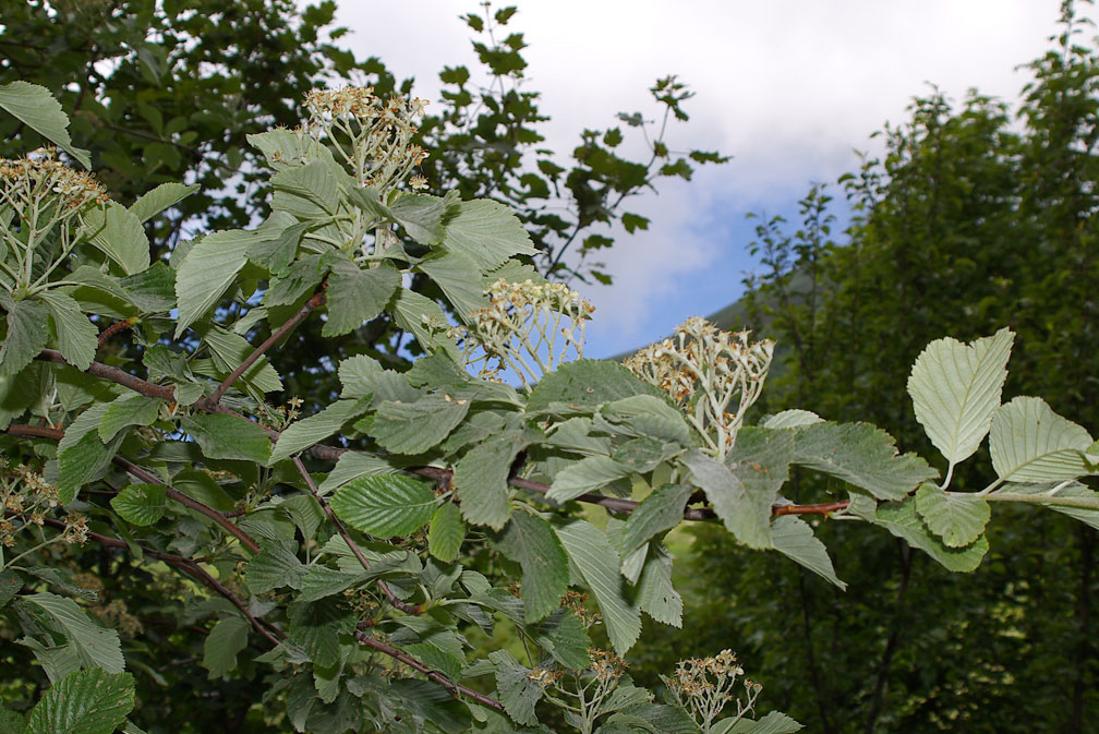 Sorbus aria/Sorbo montano